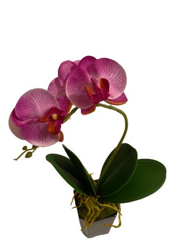 Cserepes orchidea - Ciklámen