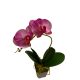 Cserepes orchidea - ciklámen