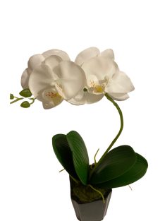 Cserepes orchidea - fehér