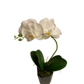 Cserepes orchidea - Fehér