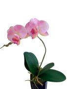 Cserepes orchidea - rózsaszín