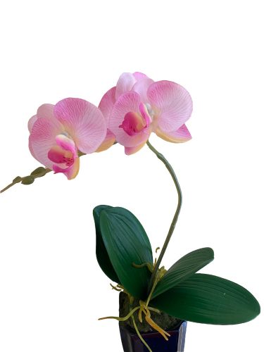 Cserepes orchidea - Rózsaszín