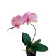 Cserepes orchidea - Rózsaszín