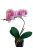 Cserepes orchidea - cirmos rózsaszín