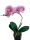 Cserepes orchidea - Cirmos rózsaszín