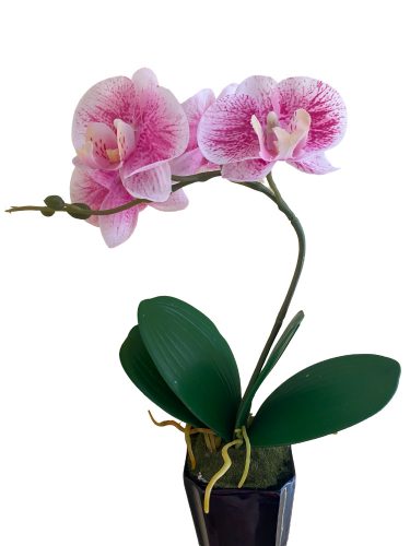 Cserepes orchidea - Cirmos rózsaszín