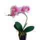 Cserepes orchidea - Cirmos rózsaszín