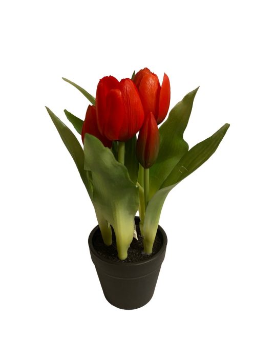 Cserepes tulipán - piros