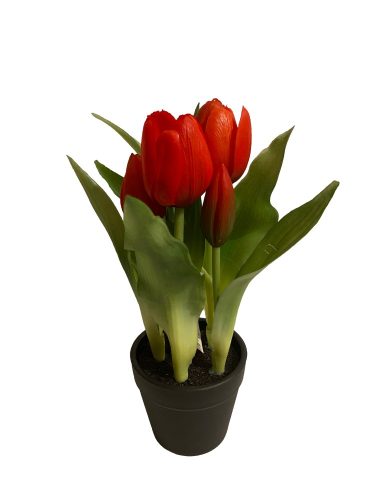 Cserepes tulipán - Piros