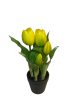 Cserepes tulipán - sárga