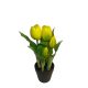 Cserepes tulipán - Sárga