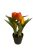Cserepes tulipán - narancssárga