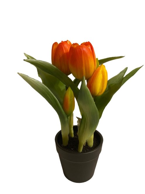 Cserepes tulipán - narancssárga