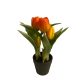 Cserepes tulipán - narancssárga