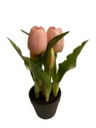 Cserepes tulipán - rózsaszín