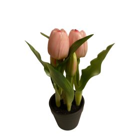 Cserepes tulipán - Rózsaszín