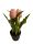 Cserepes tulipán - Rózsaszín