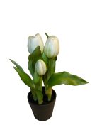 Cserepes tulipán - fehér
