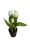 Cserepes tulipán - Fehér