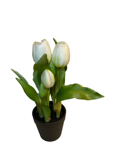 Cserepes tulipán - Fehér