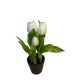 Cserepes tulipán - fehér