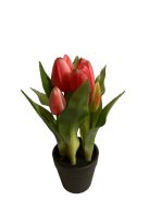 Cserepes tulipán - sötét rózsaszín