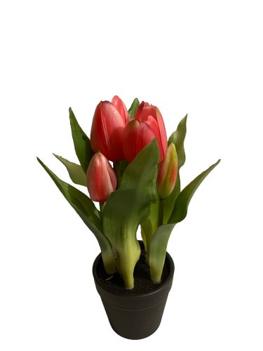 Cserepes tulipán - Sötét rózsaszín