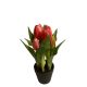 Cserepes tulipán - Sötét rózsaszín