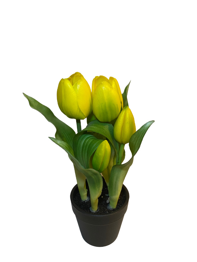 Cserepes tulipán - Sárga